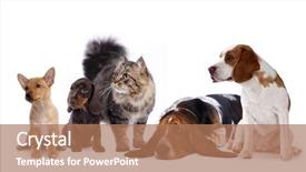  Presentation with cat dog - Slide deck having animal friends - cat and dog dachshund puppy background and a coral colored foreground