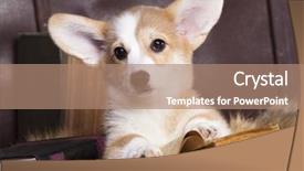  Presentation with reading - PPT layouts having animal friends - corgi reading a book background and a coral colored foreground