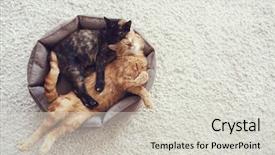  Presentation with cats - Presentation design having animal friends - couple cats sleep and hugging background and a light gray colored foreground