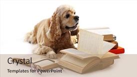  Presentation with books gavels - Theme enhanced with animal friends - dog and books isolated background and a  colored foreground