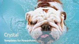  Presentation with public - Presentation theme featuring animal friends - dog having fun background and a light blue colored foreground