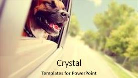  Presentation with filter - Amazing theme having animal friends - dog out enjoying a card backdrop and a blonde colored foreground