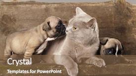  Presentation with british - Slide deck having animal friends - french bulldog puppy and british background and a violet colored foreground