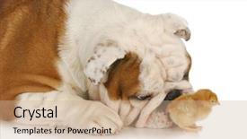  Presentation with hunting - Cool new PPT layouts with animal friends - hunting dog - english bulldog backdrop and a coral colored foreground