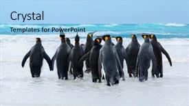  Presentation with king - Colorful PPT theme enhanced with animal friends - king penguins heading backdrop and a light blue colored foreground