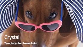  Presentation with dachshund - Beautiful PPT layouts featuring animal friends - portrait of dachshund in sunglasses backdrop and a  colored foreground