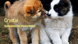  Presentation with activity graph showing an earthquake - Slides with animal friends - puppies showing affection to each background and a tawny brown colored foreground