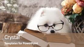  Presentation with child girl reading a book - Beautiful PPT theme featuring animal friends - white japanese spitz reading backdrop and a coral colored foreground