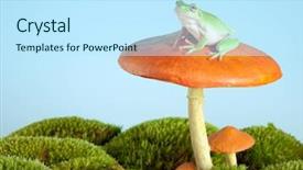  Presentation with white birch tree - Amazing presentation theme having animal fungi - white-lipped tree frog backdrop and a cool aqua colored foreground