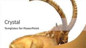  Presentation with animal - Colorful PPT layouts enhanced with animal goat - siberian ibex capra sibirica backdrop and a white colored foreground