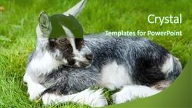  Presentation with pasture - Theme with animal goat - young black white goatling lying background and a tawny brown colored foreground