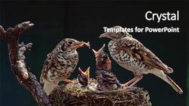  Presentation with animal nature - Colorful slide set enhanced with animal habitat - baby birds in the nature backdrop and a  colored foreground