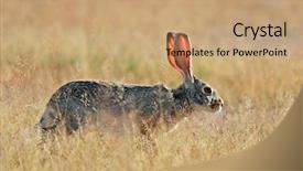  Presentation with dancer music grass - PPT theme featuring animal habitat - scrub hare lepus saxatilis background and a  colored foreground