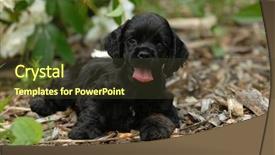  Presentation with puppy - Audience pleasing presentation consisting of animal happy trail - cocker spaniel puppy outside backdrop and a  colored foreground