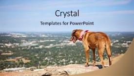  Presentation with climbing to top of mountain - PPT theme consisting of animal happy trail - dog sitting on a mountain background and a light blue colored foreground