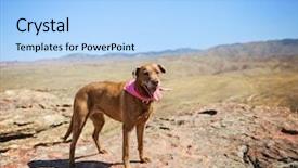  Presentation with mountain top - Slide set featuring animal happy trail - dog sitting on a mountain background and a light blue colored foreground