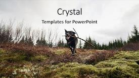  Presentation with pet grooming small dog - Theme featuring animal happy trail - excited pet dog runs towards background and a white colored foreground