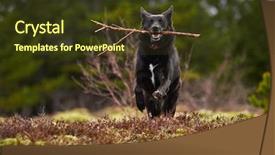  Presentation with pet grooming small dog - Amazing theme having animal happy trail - excited pet dog runs towards backdrop and a tawny brown colored foreground