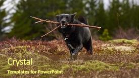  Presentation with dog park - Amazing PPT layouts having animal happy trail - excited pet dog runs towards backdrop and a tawny brown colored foreground
