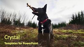  Presentation with dog park - Colorful PPT layouts enhanced with animal happy trail - excited pet dog with stick backdrop and a tawny brown colored foreground