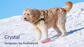  Presentation with doodle - PPT theme with animal happy trail - golden doodle playing background and a sky blue colored foreground