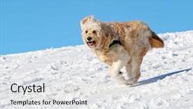  Presentation with doodle - Colorful slides enhanced with animal happy trail - golden doodle playing backdrop and a white colored foreground