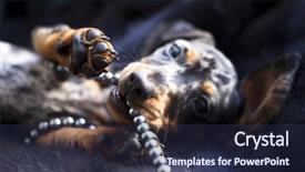  Presentation with dachshund - Beautiful PPT theme featuring animal happy trail - marble colored puppy dachshund playing backdrop and a tawny brown colored foreground