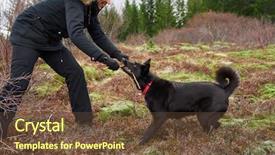  Presentation with dog park - Audience pleasing PPT theme consisting of animal happy trail - pet owner tugging stick backdrop and a tawny brown colored foreground