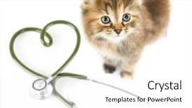  Presentation with animal health - PPT theme enhanced with animal health - cat from above on white background and a white colored foreground