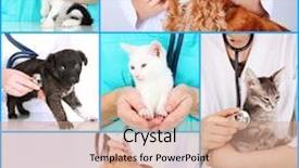  Presentation with pets - Presentation theme featuring guy in bathroom with toiletries and stairs on background man with beard and seductive face macho sitting naked in bathtub with book sexuality and relaxation concept background and a tawny brown colored foreground.