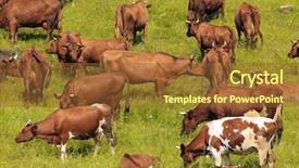  Presentation with pasture - Slides featuring animal health - cows on a pasture background and a tawny brown colored foreground