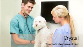  Presentation with animal health - Colorful slides enhanced with animal health - dog at the vet having backdrop and a lemonade colored foreground