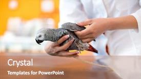  Presentation with animal health - Slide deck featuring animal health - examination of sick african gray background and a coral colored foreground