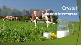  Presentation with animal health - Colorful PPT theme enhanced with animal health - jug of milk against herd backdrop and a teal colored foreground