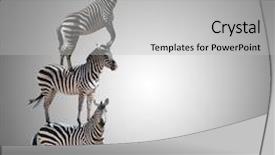  Presentation with animal health - Amazing PPT theme having animal health - stack of zebra reaching backdrop and a light gray colored foreground