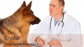  Presentation with vet - Colorful PPT layouts enhanced with animal health - vet examining dog isolated backdrop and a coral colored foreground
