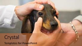  Presentation with animal health - Theme consisting of animal health - veterinarian is looking background and a red colored foreground