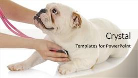  Presentation with animal health - PPT theme having animal health - veterinary care - english bulldog background and a lemonade colored foreground