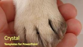  Presentation with veterinary - Slides with animal health - veterinary care - persons hand background and a tawny brown colored foreground