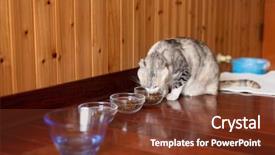  Presentation with free cat - Presentation design featuring animal health free - gray cat eat food background and a tawny brown colored foreground