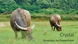  Presentation with china america asia - Beautiful slides featuring animal husbandry - asian chinese farm workers cultivating backdrop and a mint green colored foreground