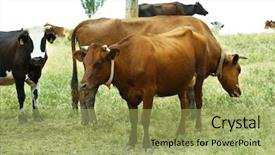  Presentation with grazing - Presentation theme enhanced with animal husbandry - cows grazing in meadow background and a yellow colored foreground