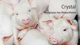  Presentation with animal husbandry - Slide deck having animal husbandry - group of young piglet background and a light gray colored foreground
