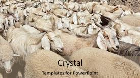  Presentation with himachal pradesh - Slide deck enhanced with animal husbandry - herd of pashmina sheep background and a coral colored foreground