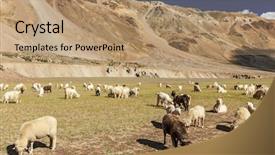  Presentation with himachal pradesh - Slide deck consisting of animal husbandry - herd of pashmina sheep background and a coral colored foreground