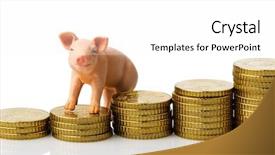  Presentation with year of the pig - Presentation theme having animal husbandry - pig standing on a pile background and a white colored foreground