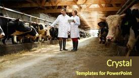  Presentation with animal husbandry - Audience pleasing PPT layouts consisting of animal husbandry - two colleagues in whitecoats standing backdrop and a tawny brown colored foreground