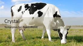  Presentation with animal cow - Beautiful presentation theme featuring animal husbandry - white milch cow with black backdrop and a mint green colored foreground