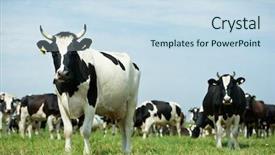  Presentation with animal husbandry - PPT theme with animal husbandry - white milch cow with black background and a sky blue colored foreground