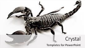  Presentation with animal - Presentation theme with animal image - scorpion background and a white colored foreground